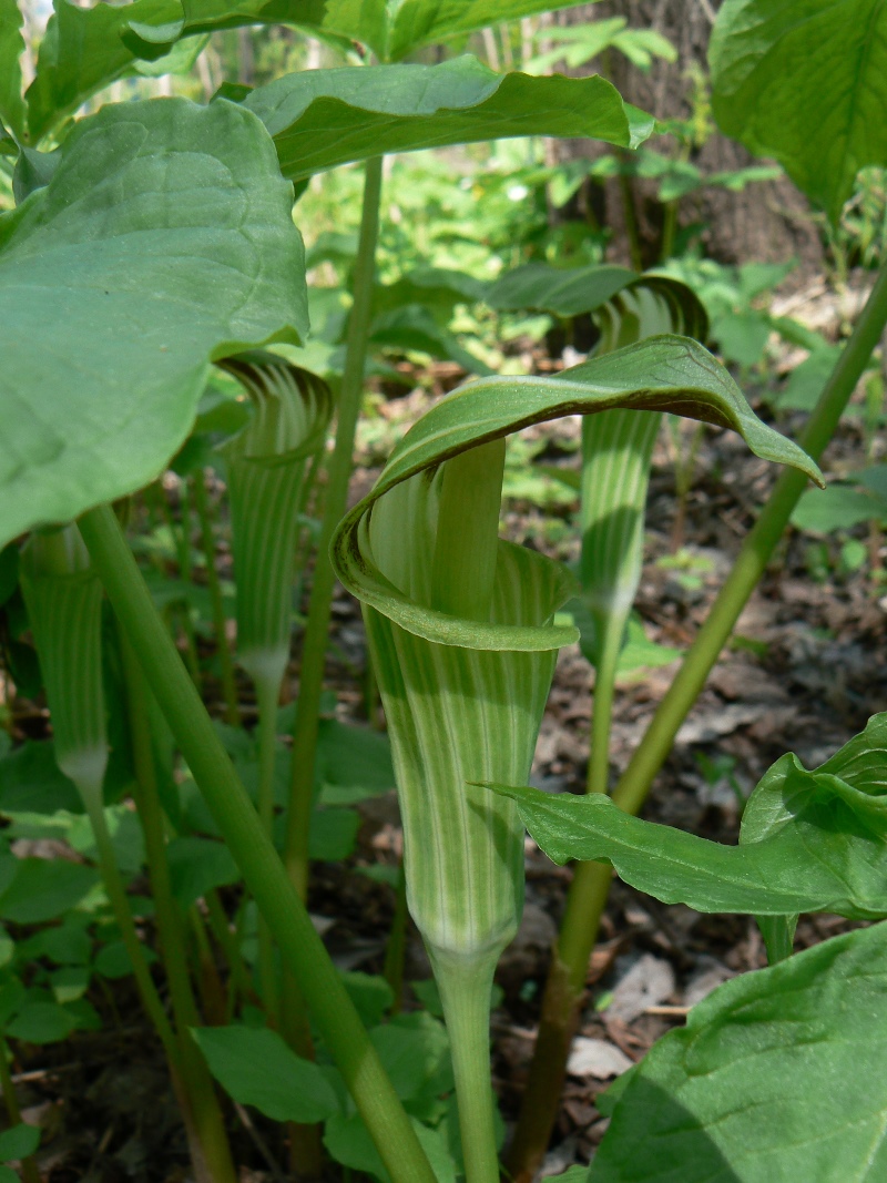 Image of Arisaema amurense specimen.