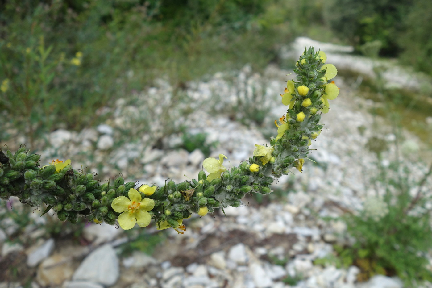 Image of Verbascum gnaphalodes specimen.