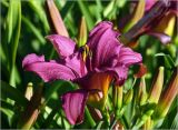 Hemerocallis × hybrida