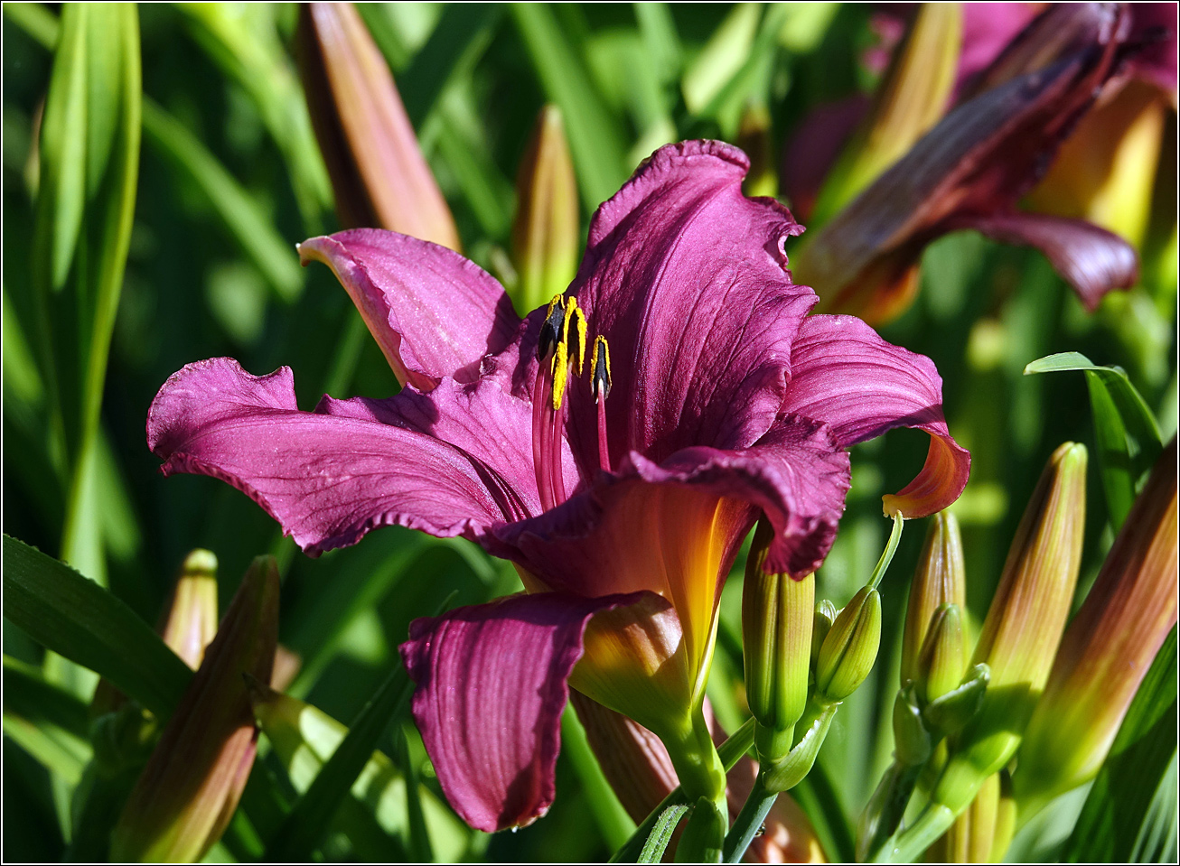 Изображение особи Hemerocallis &times; hybrida.