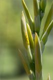 genus Canna. Часть развивающегося соцветия. Турция, г. Анталья, Dokuma Park, в культуре. 01.06.2024.