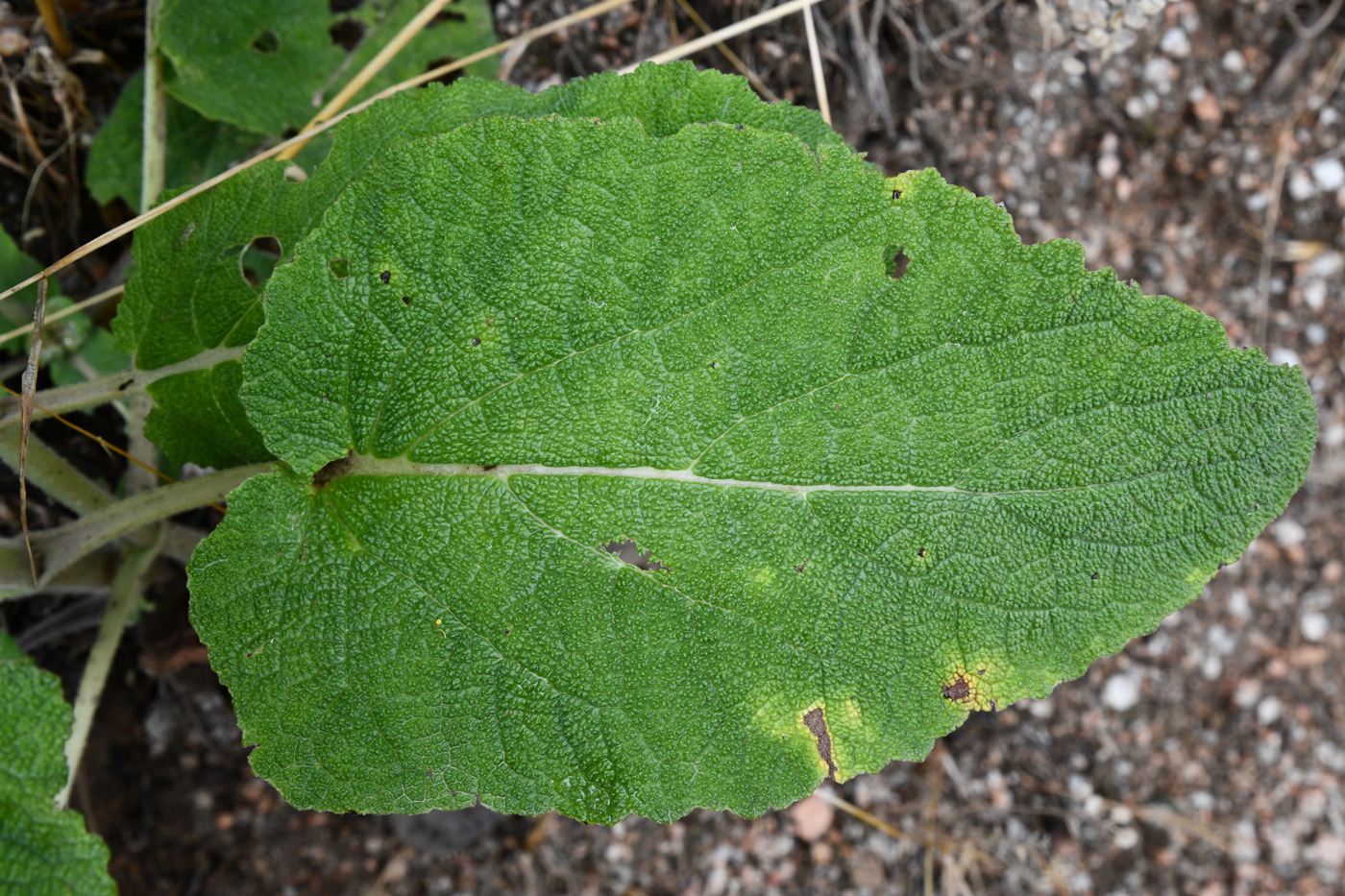 Image of Salvia sclarea specimen.