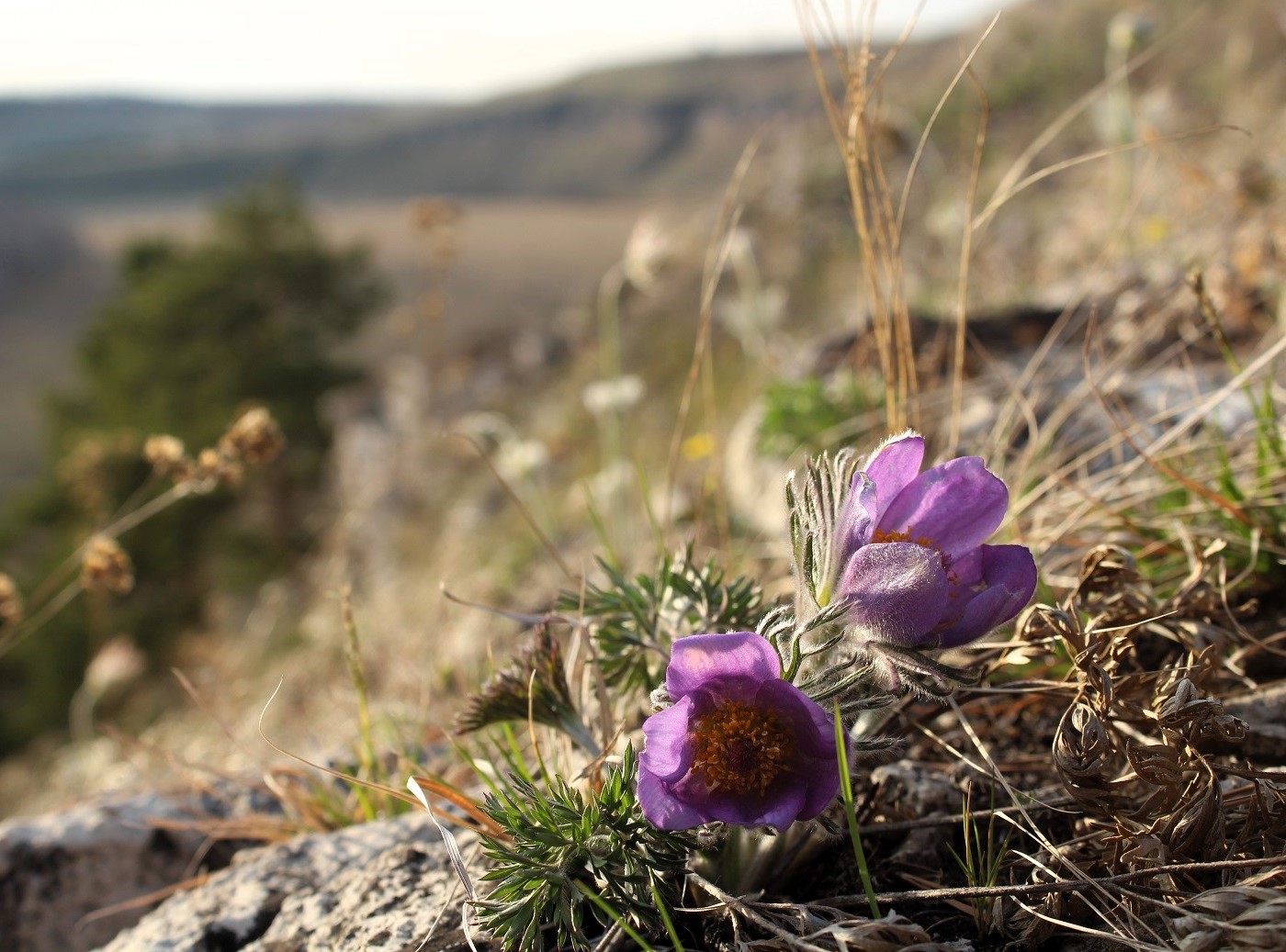 Image of Pulsatilla regeliana specimen.