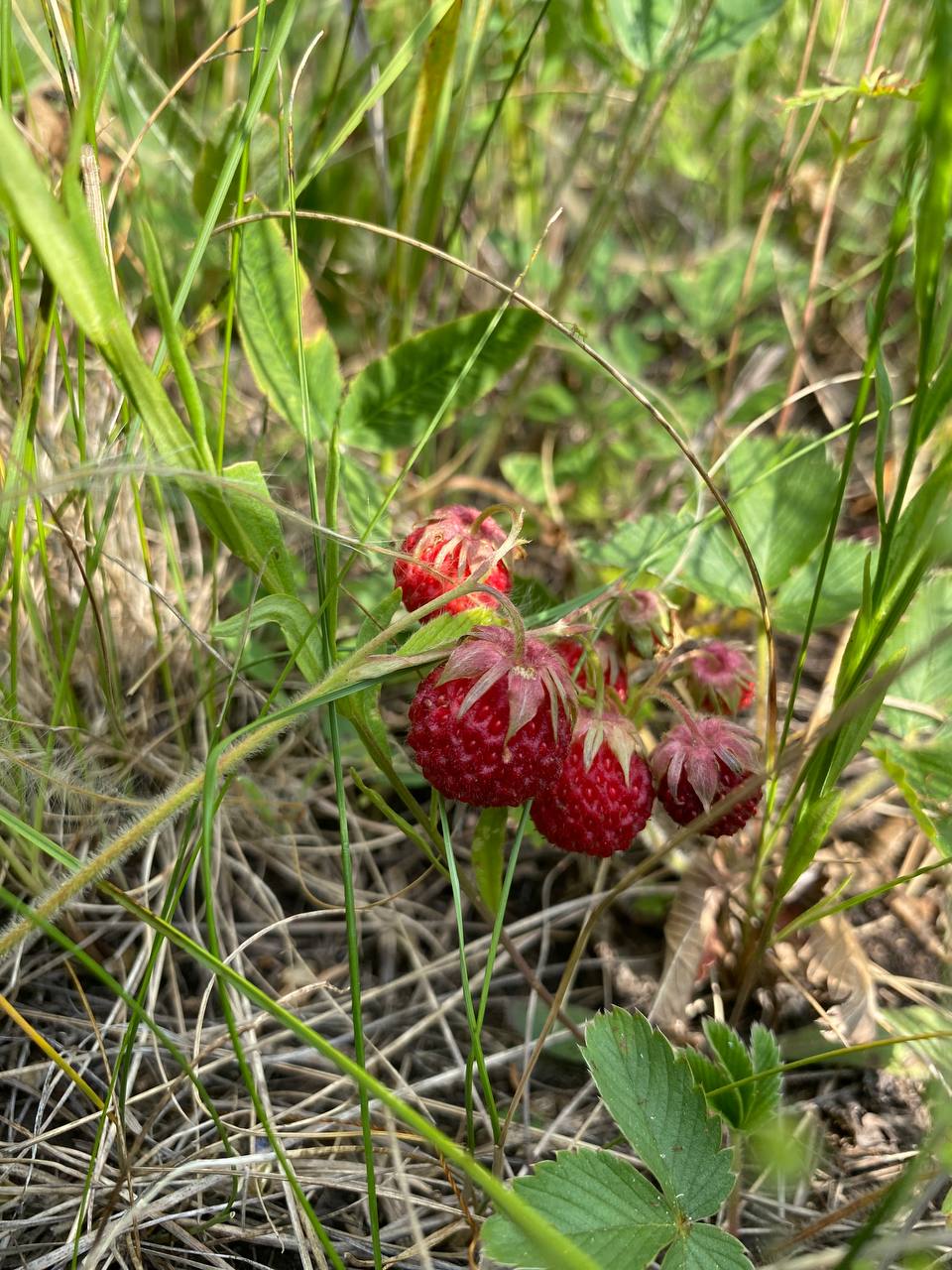 Image of Fragaria viridis specimen.