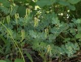 Coronilla coronata