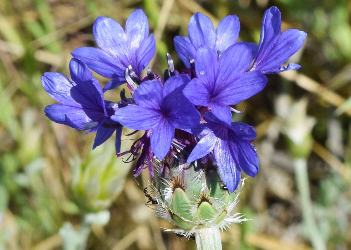 Изображение особи Centaurea depressa.