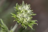 genus Potentilla