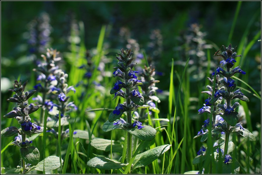 Image of Ajuga reptans specimen.