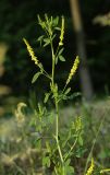 Смотреть изображение Melilotus officinalis