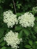 View full-size image Sambucus racemosa