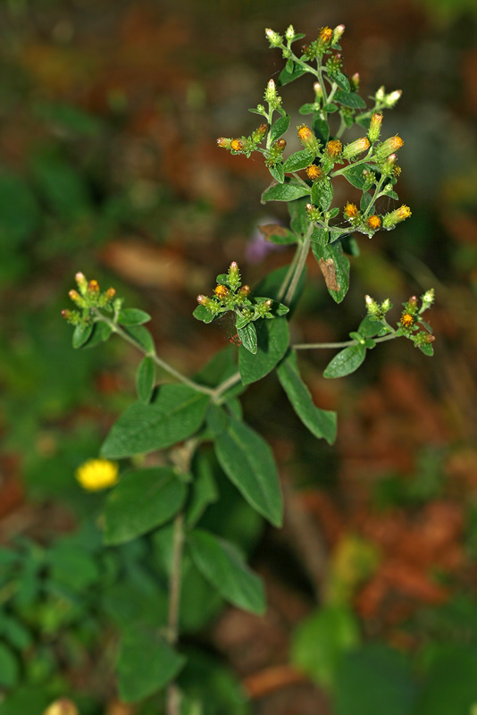 Изображение особи Inula conyza.