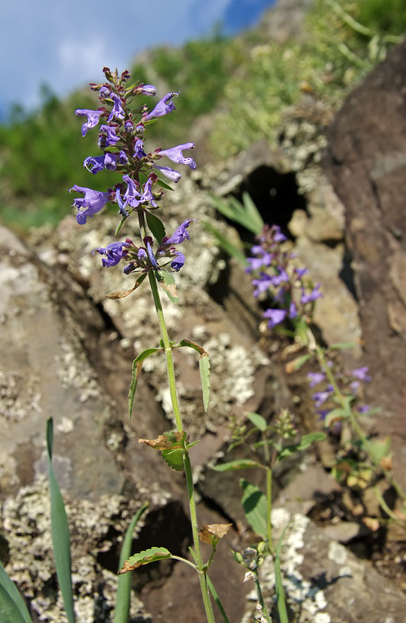 Изображение особи Dracocephalum nutans.