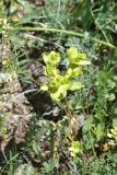 View full-size image Euphorbia helioscopia