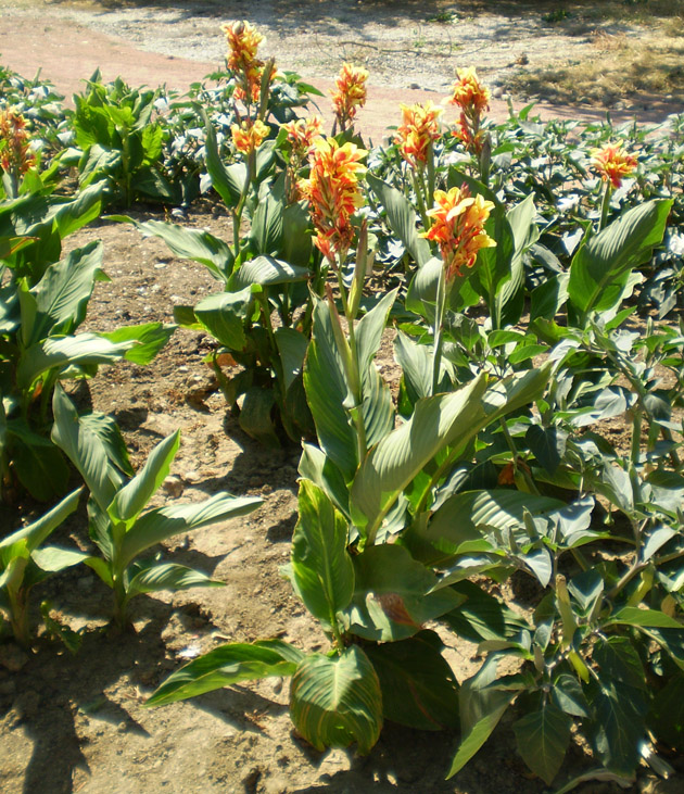 Image of Canna &times; generalis specimen.