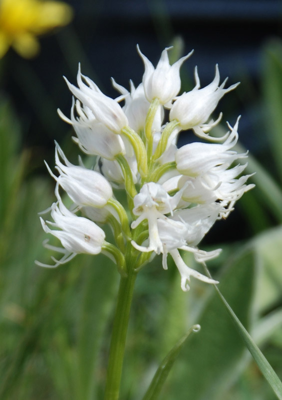 Image of Orchis simia specimen.