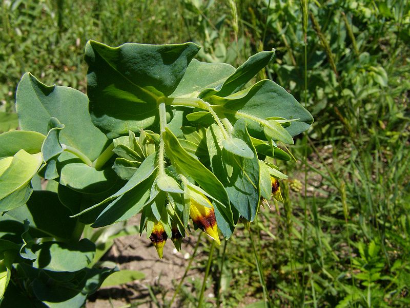 Image of Cerinthe minor specimen.