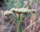 Oenanthe pimpinelloides. Соплодие. Крым, Ялта, заброшенное кладбище, в тени деревьев. 16 июля 2011 г.