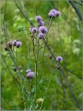 Cirsium setosum. Верхушка цветущего растения. Чувашия, окр. г. Шумерля, старая узкоколейка. 19 июля 2011 г.