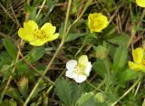 Potentilla incana. Цветки с нормальной и аномальной белой окраской (на переднем плане). Украина, Днепропетровская обл., Петриковский р-н, окр. с. Шульговка, сосновые лесонасаждения на песке. 09.05.2011.