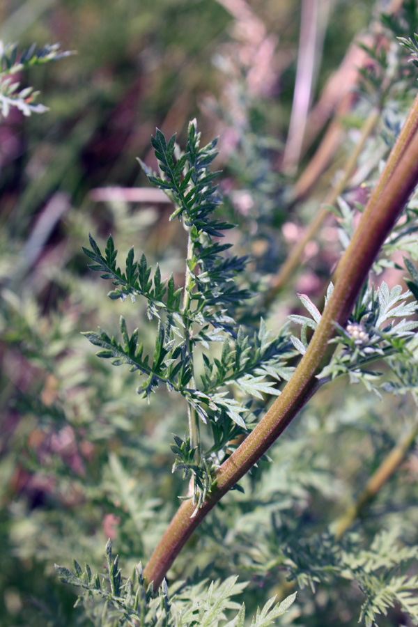 Image of genus Artemisia specimen.