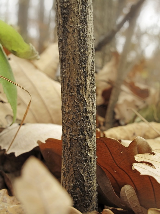 Image of Euonymus pauciflorus specimen.