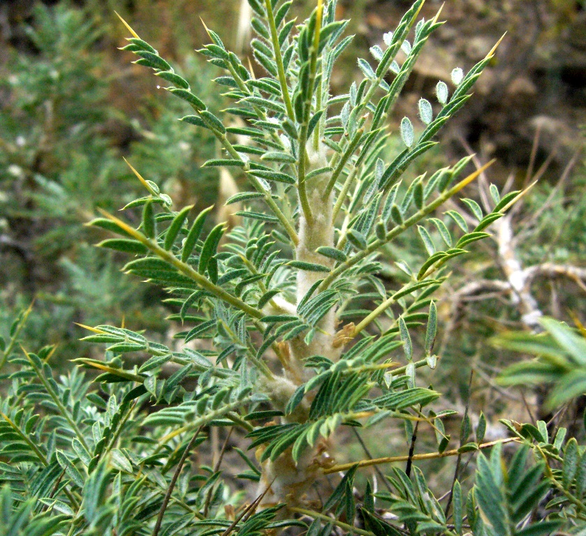 Image of Astragalus verus specimen.