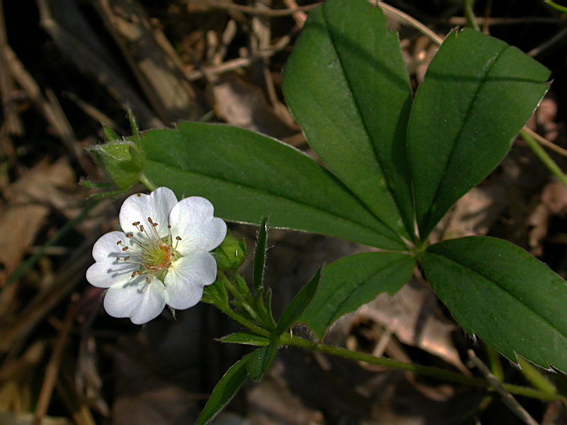 Image of Potentilla alba specimen.