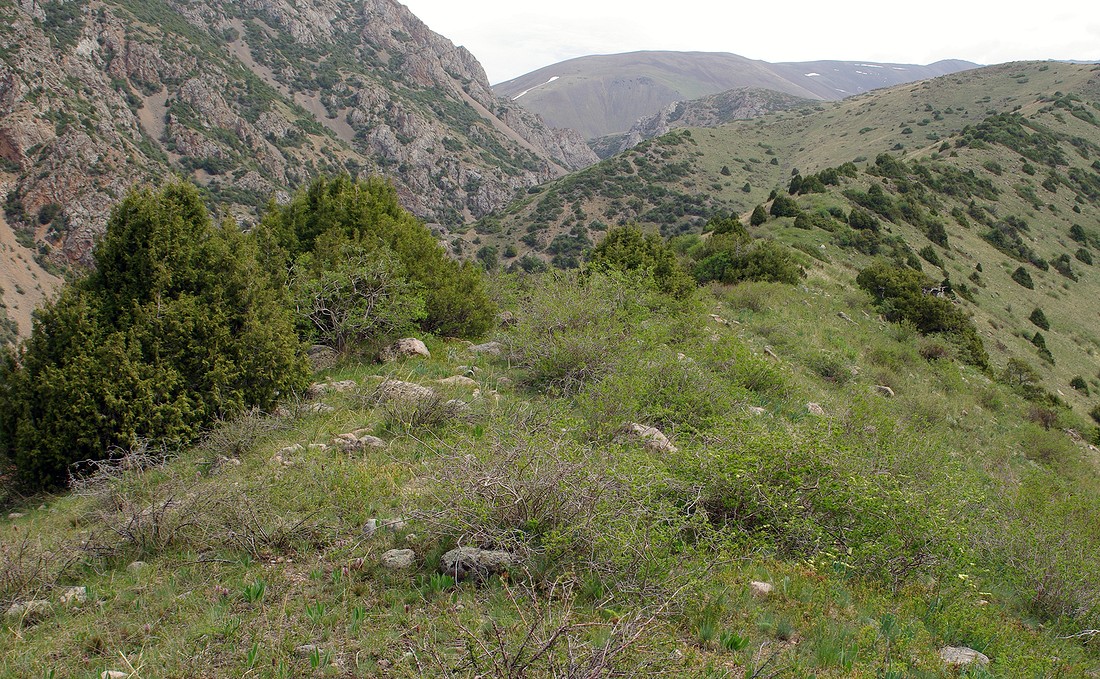 Изображение особи Juniperus semiglobosa.