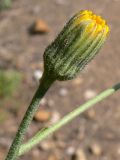 genus Hieracium. Распускающееся соцветие. Свердловская обл., окр. г. Североуральск, правый берег канала Дублёр. 16.06.2011.