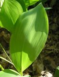 Convallaria majalis