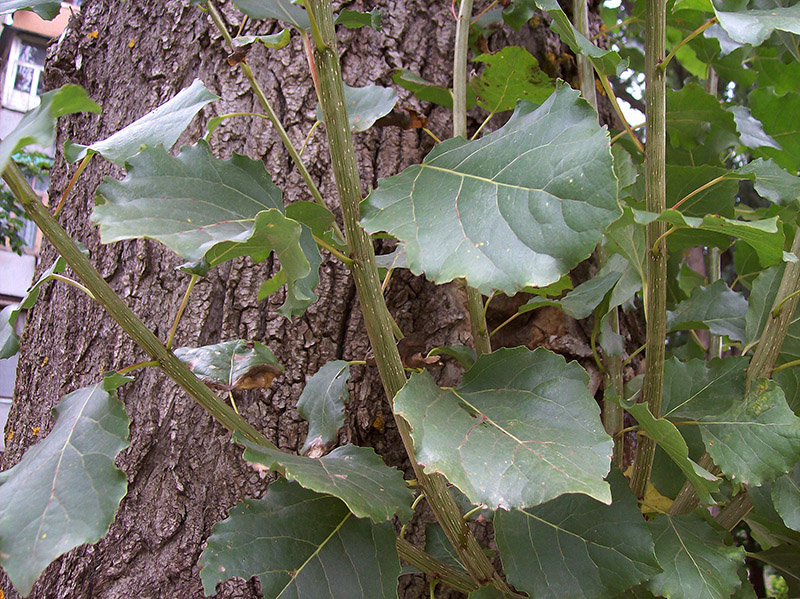 Image of Populus italica specimen.