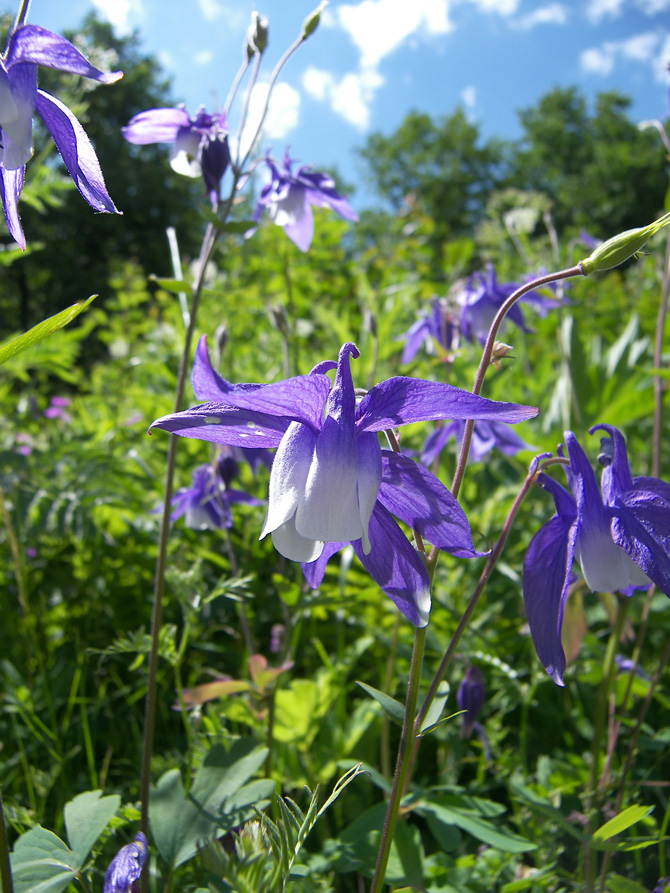 Изображение особи Aquilegia olympica.