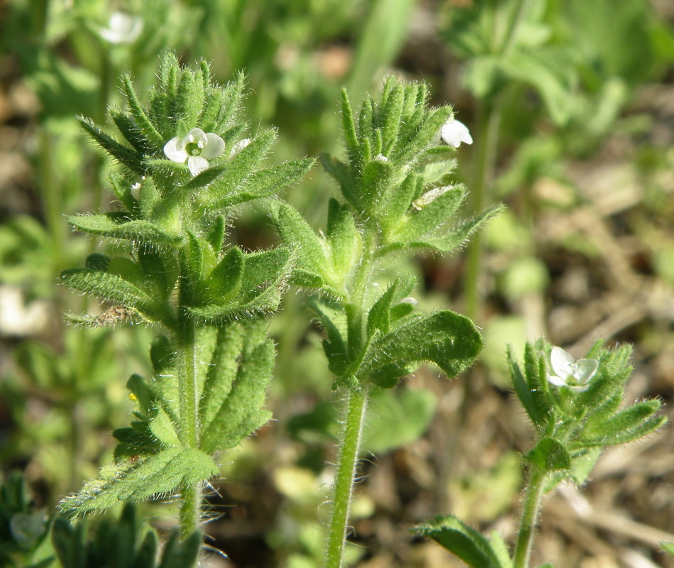 Изображение особи Veronica arvensis.