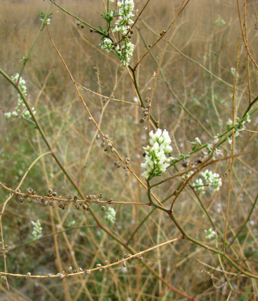 Изображение особи Melilotus tauricus.