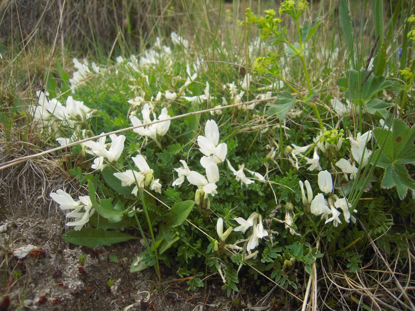 Image of genus Astragalus specimen.