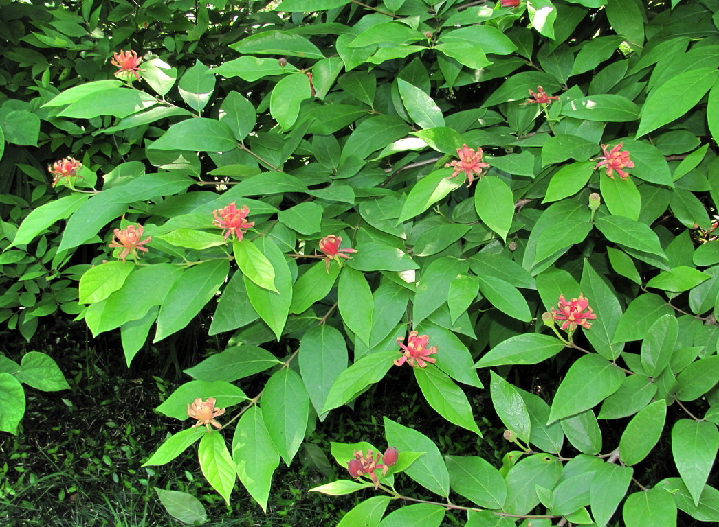 Image of genus Calycanthus specimen.