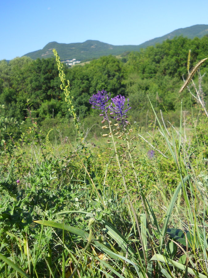 Изображение особи Leopoldia comosa.