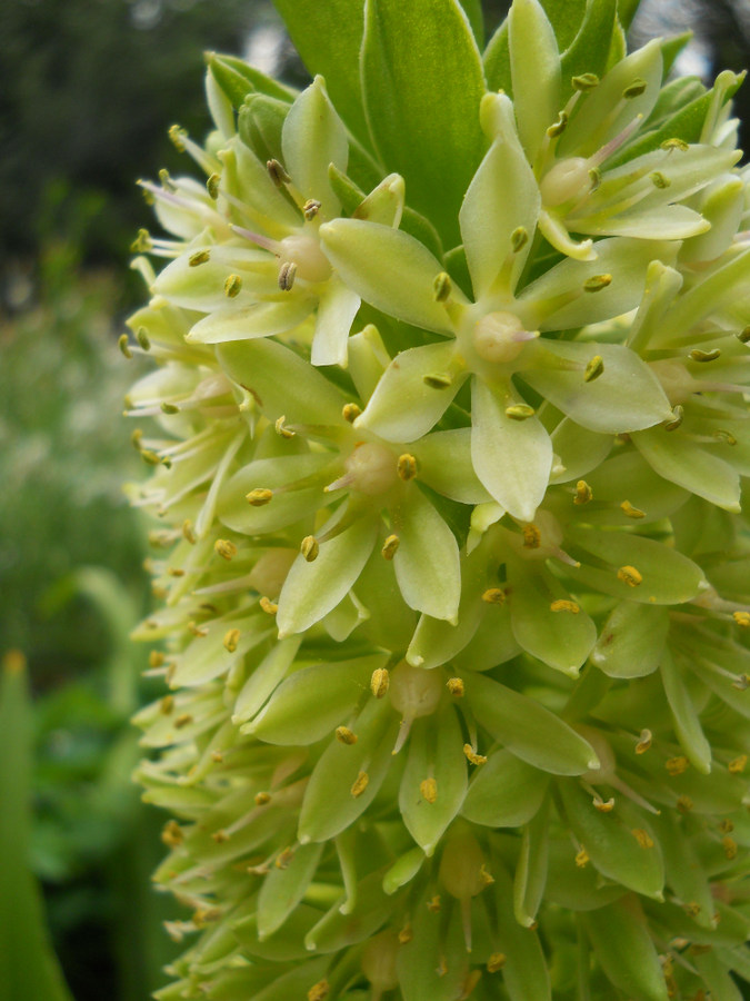 Изображение особи Eucomis autumnalis.