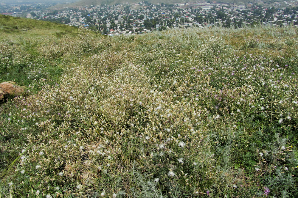 Image of Centaurea diffusa specimen.