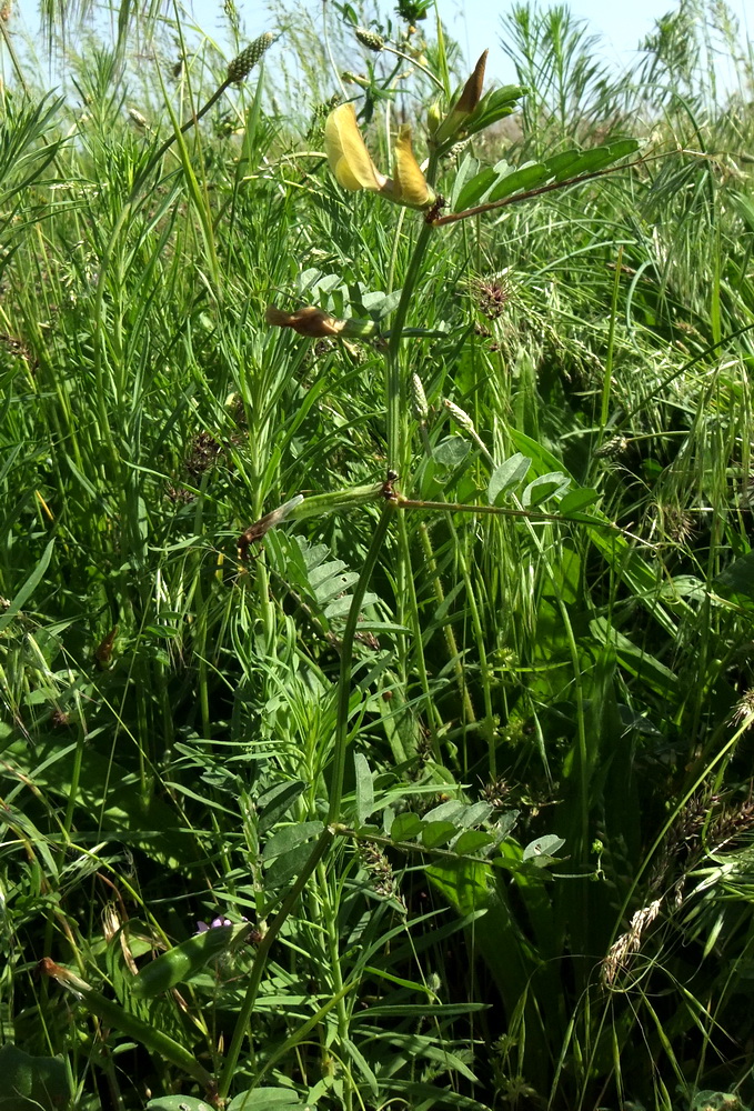 Image of Vicia grandiflora specimen.