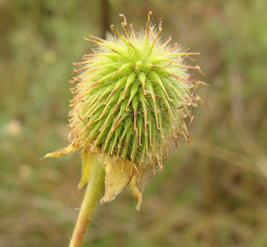 Изображение особи Geum aleppicum.