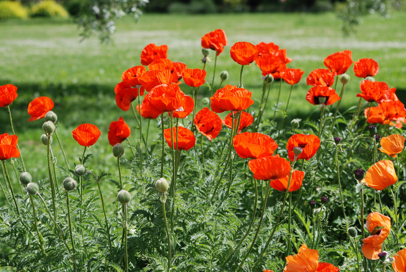 Изображение особи Papaver setiferum.