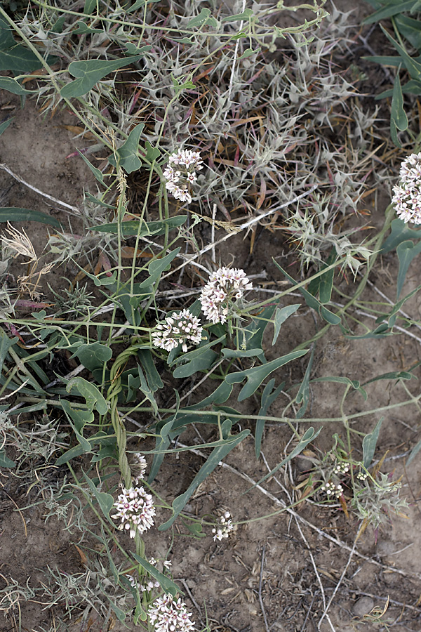 Image of Cynanchum sibiricum specimen.