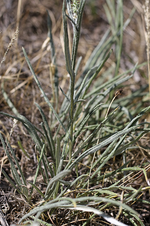 Изображение особи Cousinia pseudomollis.