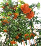 genus Sorbus. Часть кроны с соплодиями. Венгрия, Хевеш, г. Эгер, у рынка. 11.09.2012.