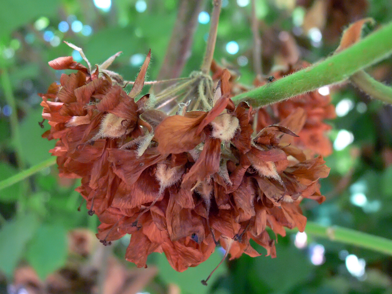 Image of genus Dombeya specimen.