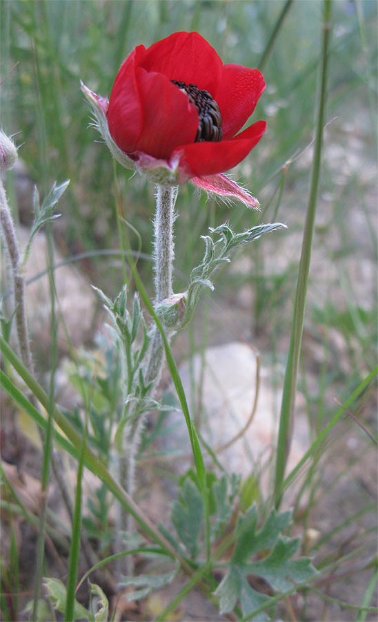 Image of Ranunculus asiaticus specimen.