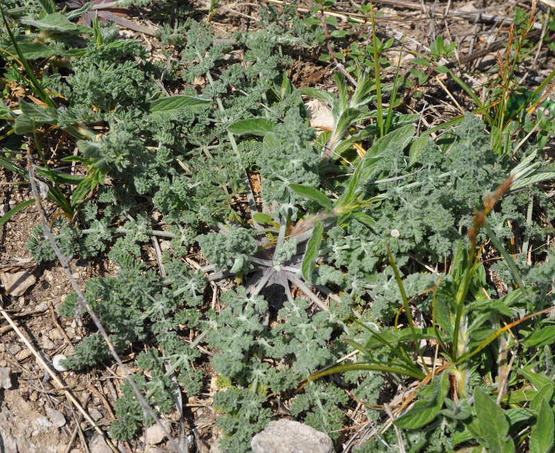 Изображение особи Zosima absinthifolia.