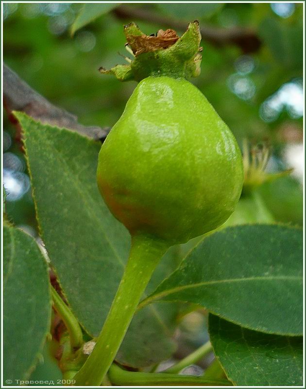 Изображение особи Pyrus ussuriensis.