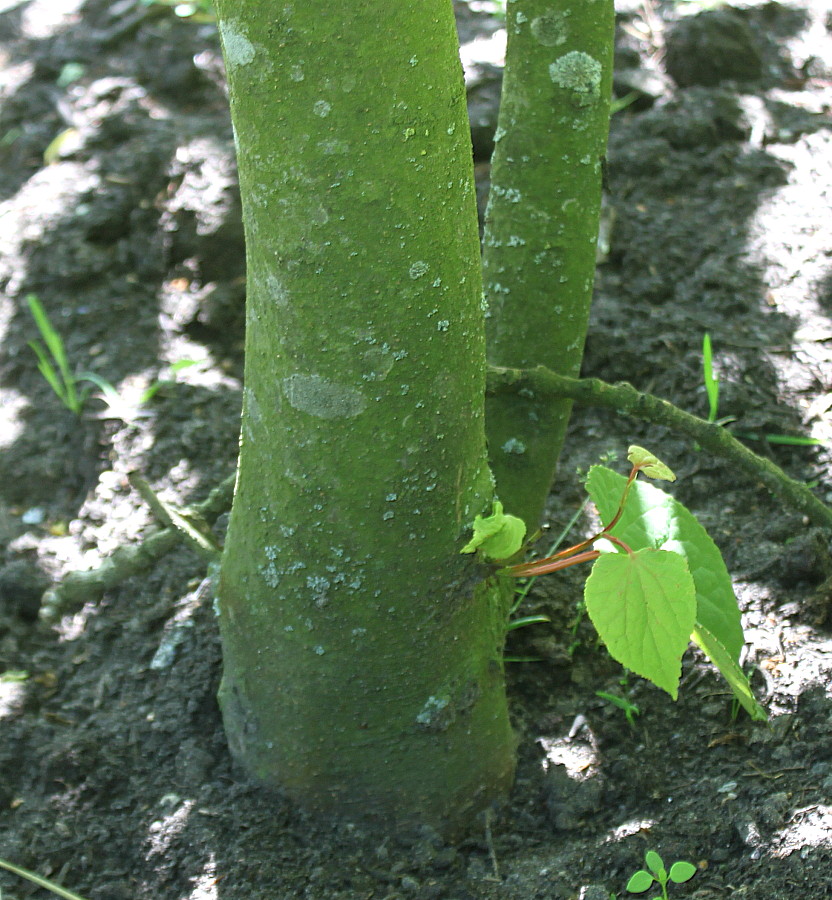 Image of Tetracentron sinense specimen.